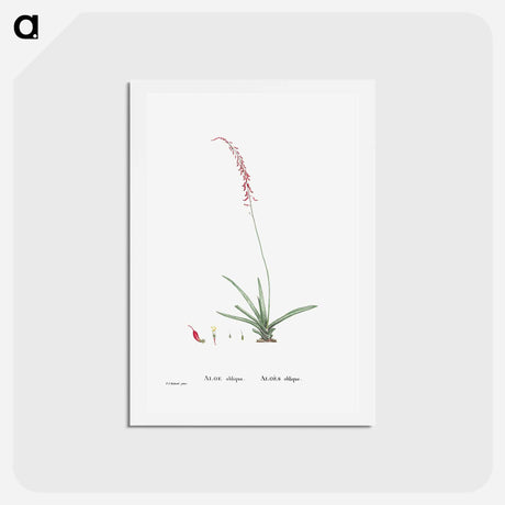 アートポストカード-Aloe Obliqua - ピエール ジョゼフ ルドゥーテ Postcard.