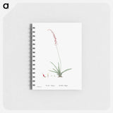 Aloe Obliqua - ピエール ジョゼフ ルドゥーテ Memo.