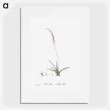 Aloe Obliqua - Pierre Joseph Redouté Poster.