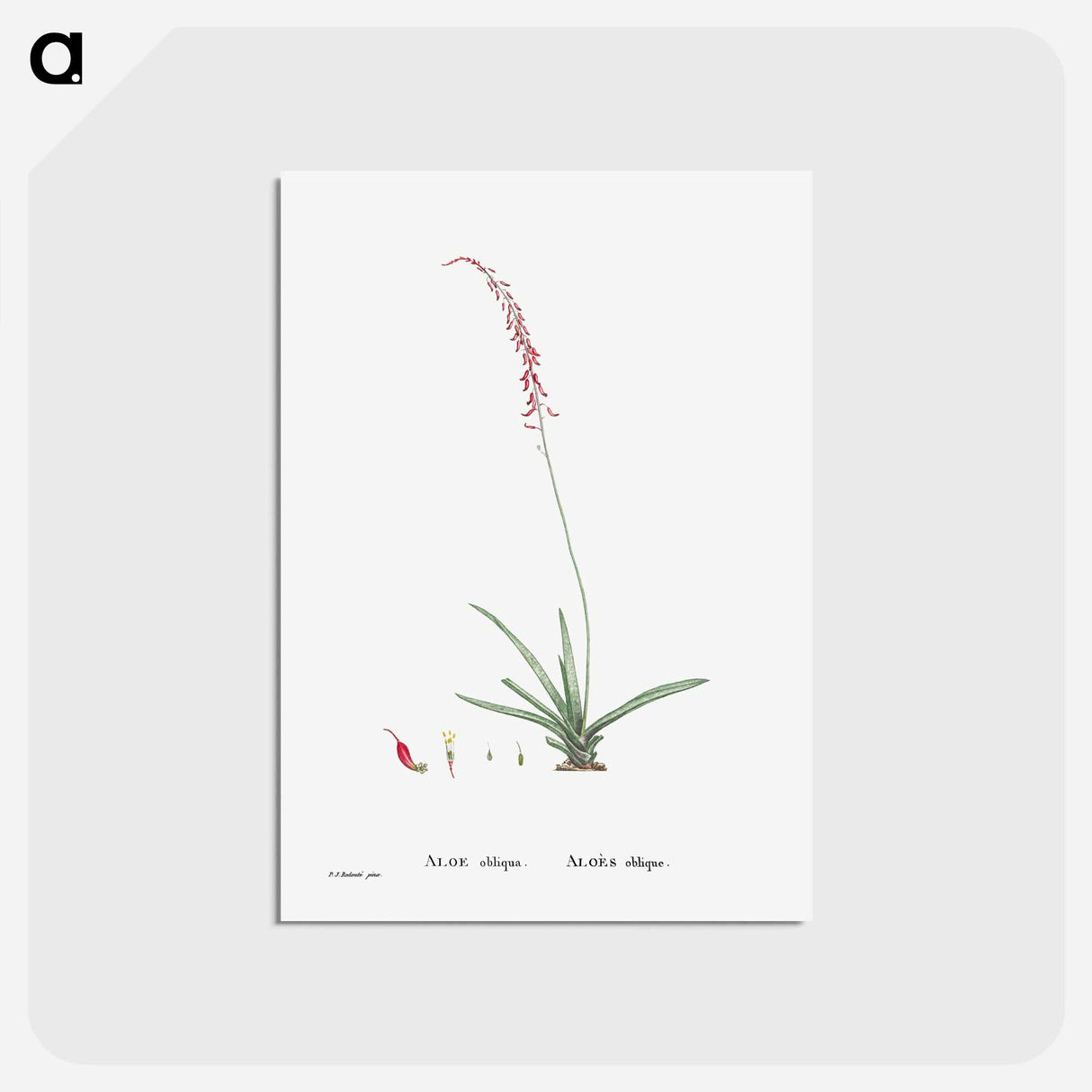 アートポストカード-Aloe Obliqua - ピエール ジョゼフ ルドゥーテ Postcard.