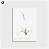 アートポストカード-Aloe Obliqua - ピエール ジョゼフ ルドゥーテ Postcard.