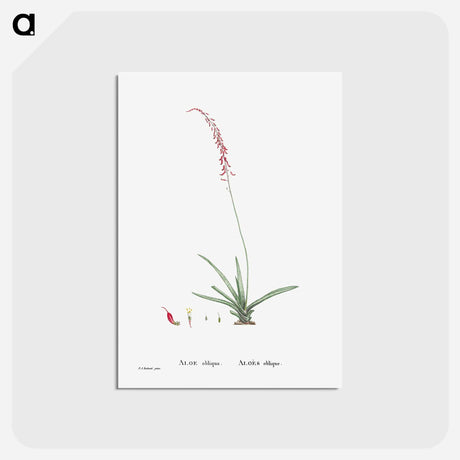 アートポストカード-Aloe Obliqua - ピエール ジョゼフ ルドゥーテ Postcard.