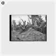 アートポストカード-Twisted Mountain Juniper
 - ラッセル リー Postcard.