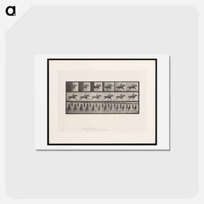 アートポストカード-Man on Horse
 - エドワード マイブリッジ Postcard.