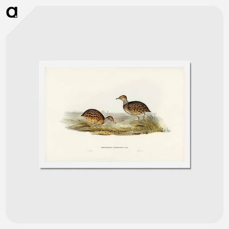 アートポストカード-Collared Plain Wanderer
 - ジョン グールド Postcard.