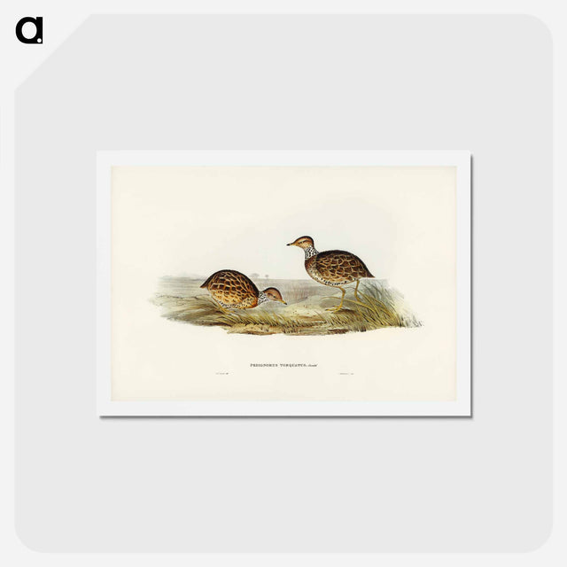 アートポストカード-Collared Plain Wanderer
 - ジョン グールド Postcard.