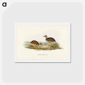 Collared Plain Wanderer
 - ジョン グールド Postcard.