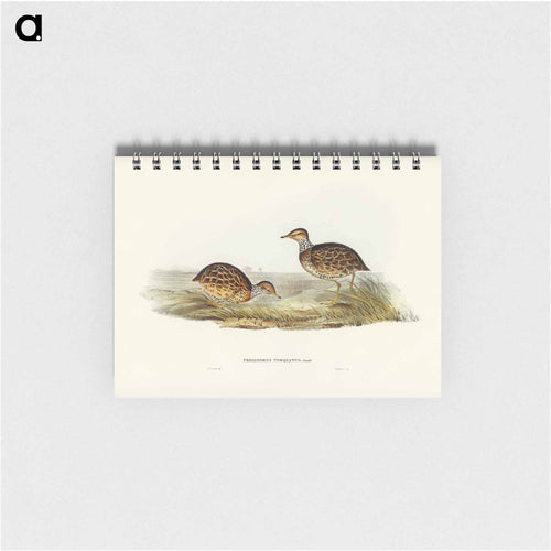 Collared Plain Wanderer
 - John Gould Memo.