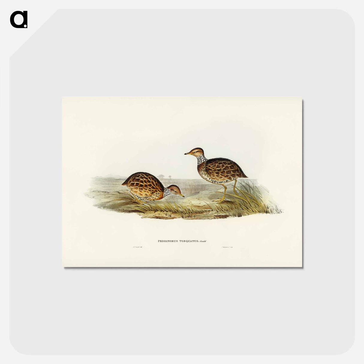 アートポストカード-Collared Plain Wanderer
 - ジョン グールド Postcard.