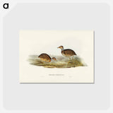 アートポストカード-Collared Plain Wanderer
 - ジョン グールド Postcard.