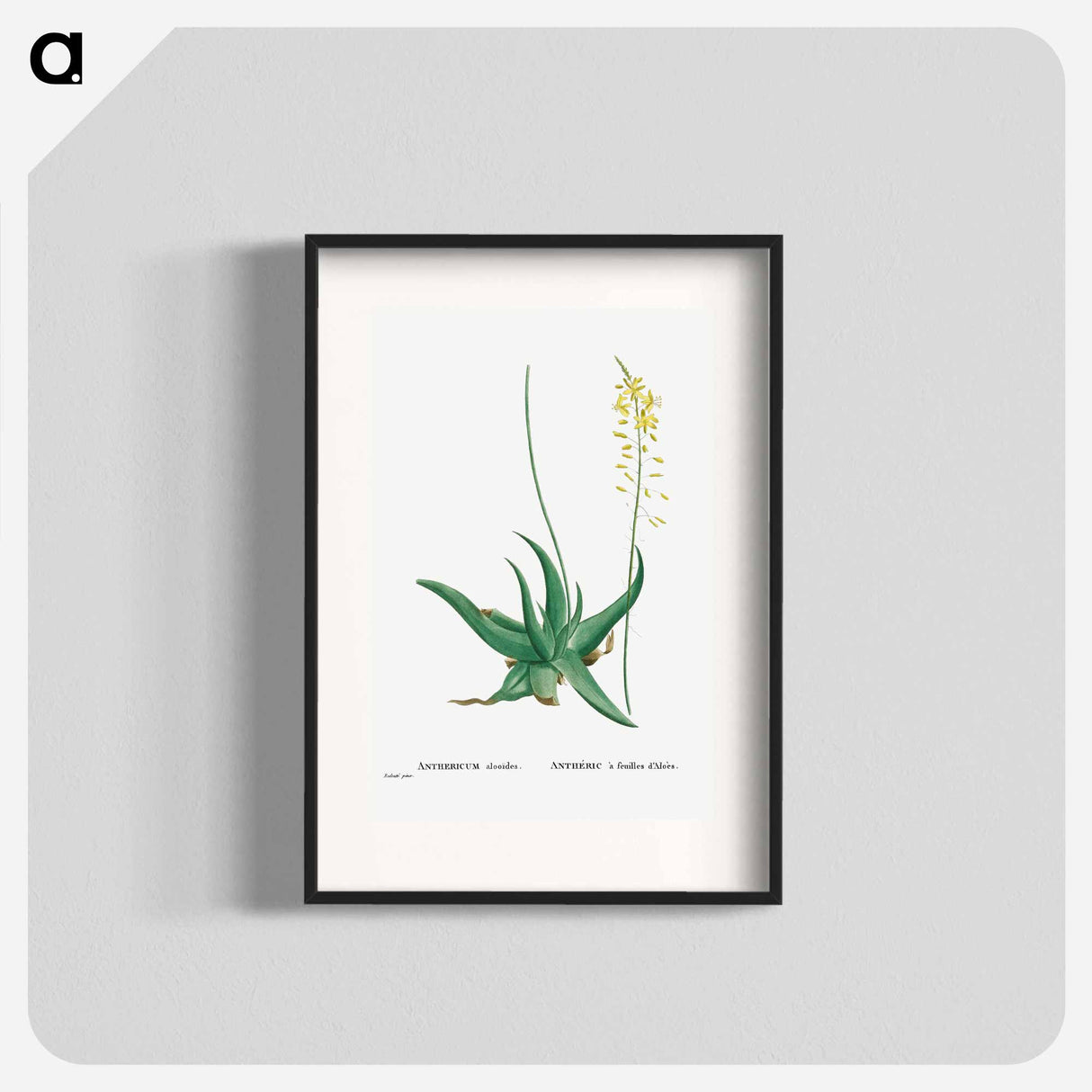 Anthericum Alooides (Bulbine Alooides) - ピエール ジョゼフ ルドゥーテ Poster.