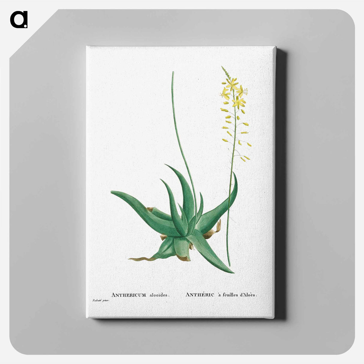 Anthericum Alooides (Bulbine Alooides) - ピエール ジョゼフ ルドゥーテ Canvas.