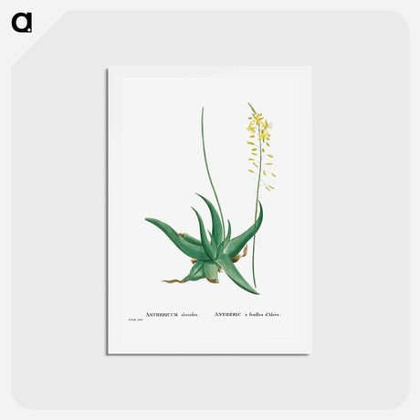 アートポストカード-Anthericum Alooides (Bulbine Alooides) - ピエール ジョゼフ ルドゥーテ Postcard.