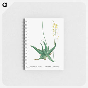 アートメモ帳-Anthericum Alooides (Bulbine Alooides) - ピエール ジョゼフ ルドゥーテ Memo.