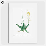 Anthericum Alooides (Bulbine Alooides) - Pierre Joseph Redouté Poster.