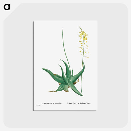 アートポストカード-Anthericum Alooides (Bulbine Alooides) - ピエール ジョゼフ ルドゥーテ Postcard.