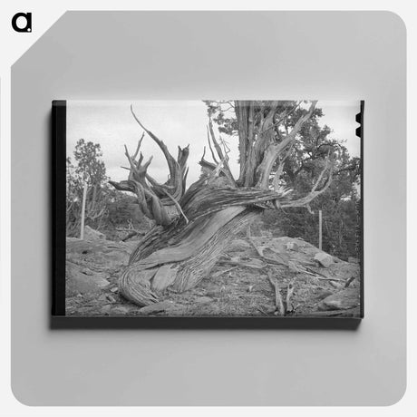 アートパネル-Entrance to Penasco Cemetery
 - ラッセル リー Canvas.