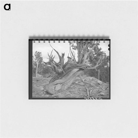 アートメモ帳-Entrance to Penasco Cemetery
 - ラッセル リー Memo.