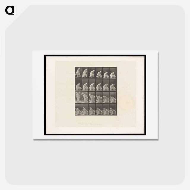 アートポストカード-Woman with Bucket
 - エドワード マイブリッジ Postcard.