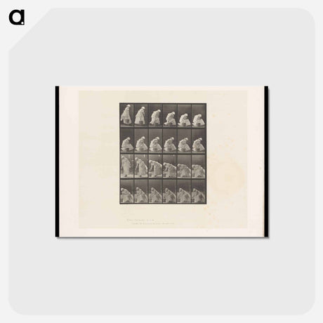 アートポストカード-Woman with Bucket
 - エドワード マイブリッジ Postcard.