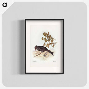 アートポスター-Spangled Drongo
 - ジョン グールド Poster.