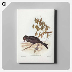 アートパネル-Spangled Drongo
 - ジョン グールド Canvas.