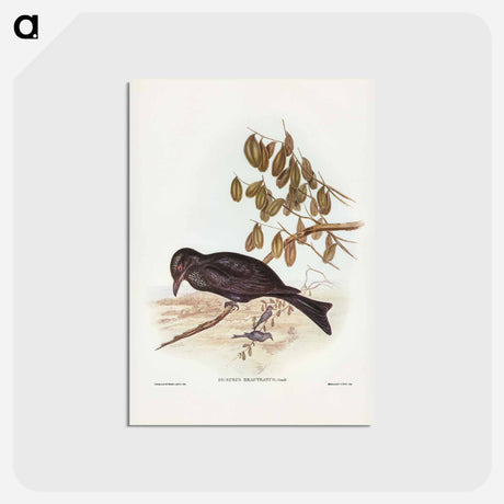 アートポストカード-Spangled Drongo
 - ジョン グールド Postcard.