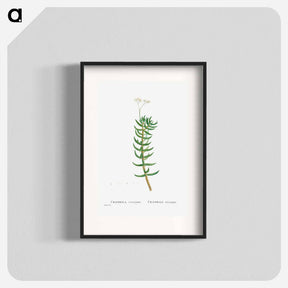 アートポスター-Crassula Tetragona (Miniature Pine Tree) - ピエール ジョゼフ ルドゥーテ Poster.