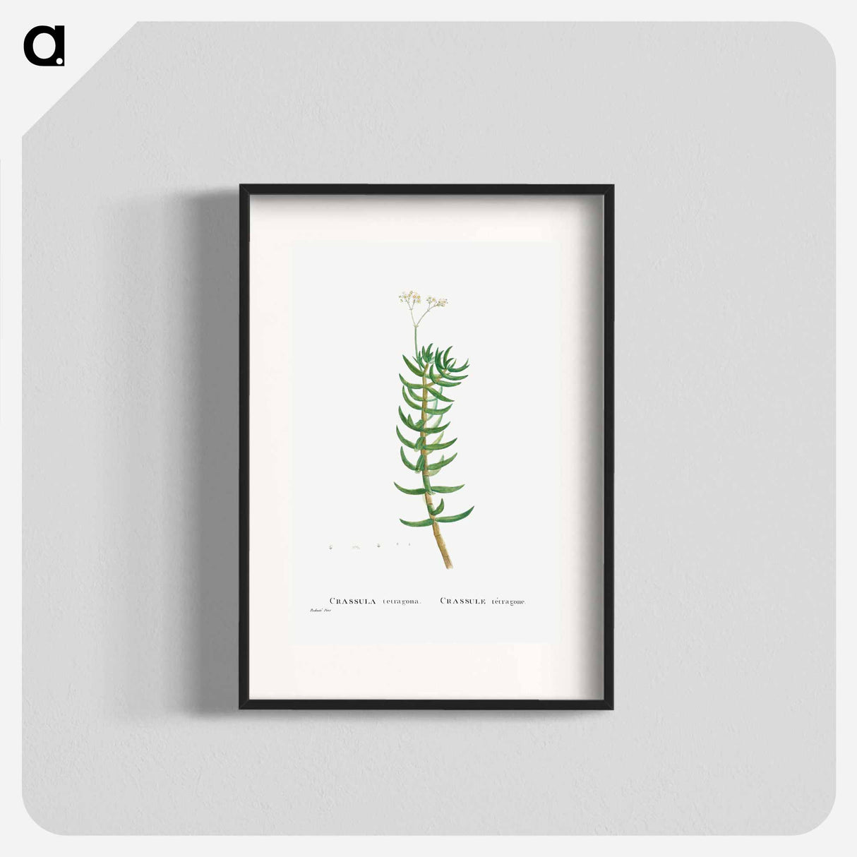 Crassula Tetragona (Miniature Pine Tree) - ピエール ジョゼフ ルドゥーテ Poster.