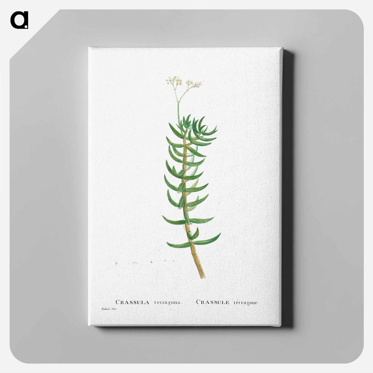 Crassula Tetragona (Miniature Pine Tree) - ピエール ジョゼフ ルドゥーテ Canvas.