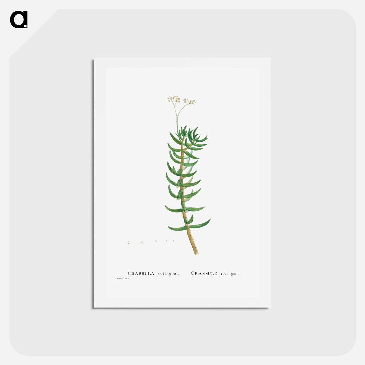 アートポストカード-Crassula Tetragona (Miniature Pine Tree) - ピエール ジョゼフ ルドゥーテ Postcard.