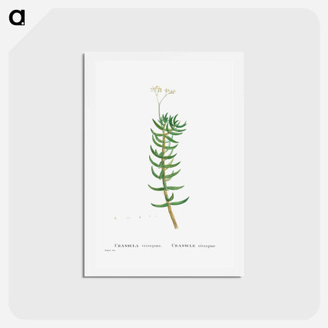 アートポストカード-Crassula Tetragona (Miniature Pine Tree) - ピエール ジョゼフ ルドゥーテ Postcard.