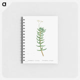 Crassula Tetragona (Miniature Pine Tree) - ピエール ジョゼフ ルドゥーテ Memo.
