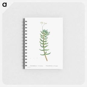 アートメモ帳-Crassula Tetragona (Miniature Pine Tree) - ピエール ジョゼフ ルドゥーテ Memo.