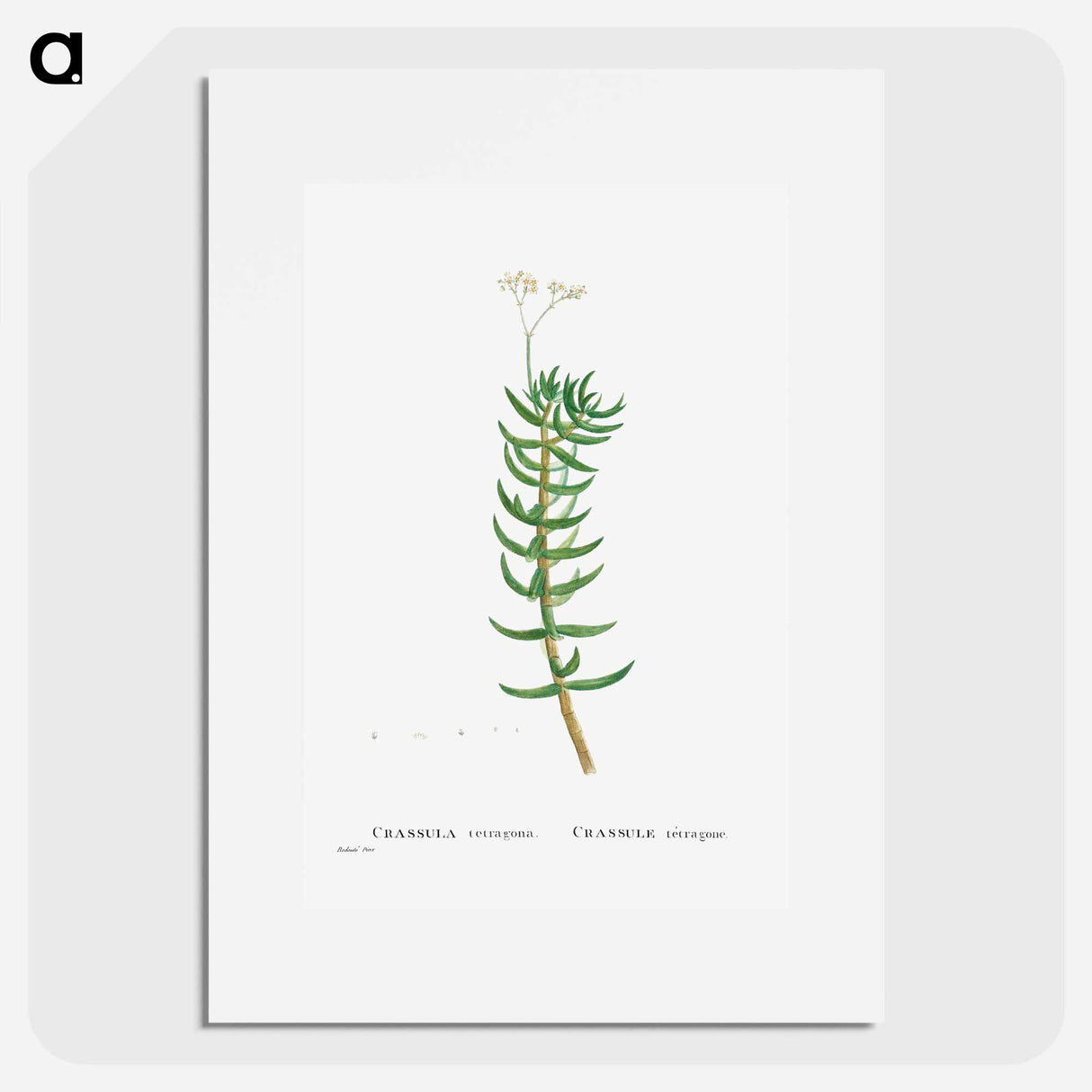 Crassula Tetragona (Miniature Pine Tree) - ピエール ジョゼフ ルドゥーテ Poster.