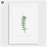 Crassula Tetragona (Miniature Pine Tree) - Pierre Joseph Redouté Poster.