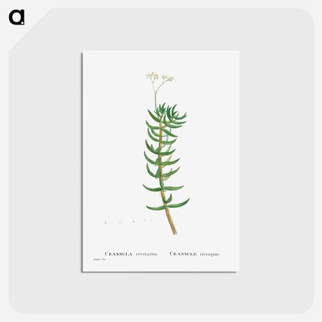 アートポストカード-Crassula Tetragona (Miniature Pine Tree) - ピエール ジョゼフ ルドゥーテ Postcard.