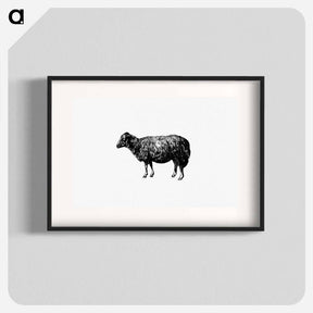 アートポスター-Sheep, In The Malakani Colony
 - 大英図書館 Poster.