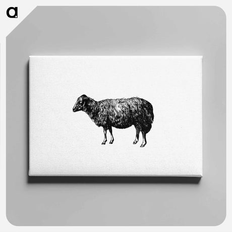アートパネル-Sheep, In The Malakani Colony
 - 大英図書館 Canvas.