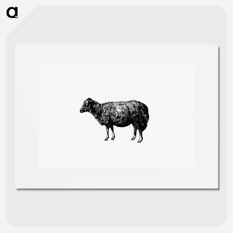 アートポスター-Sheep, In The Malakani Colony
 - 大英図書館 Poster.