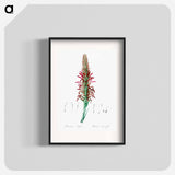 Pitcairnia latifolia illustration - ピエール ジョゼフ ルドゥーテ Poster.