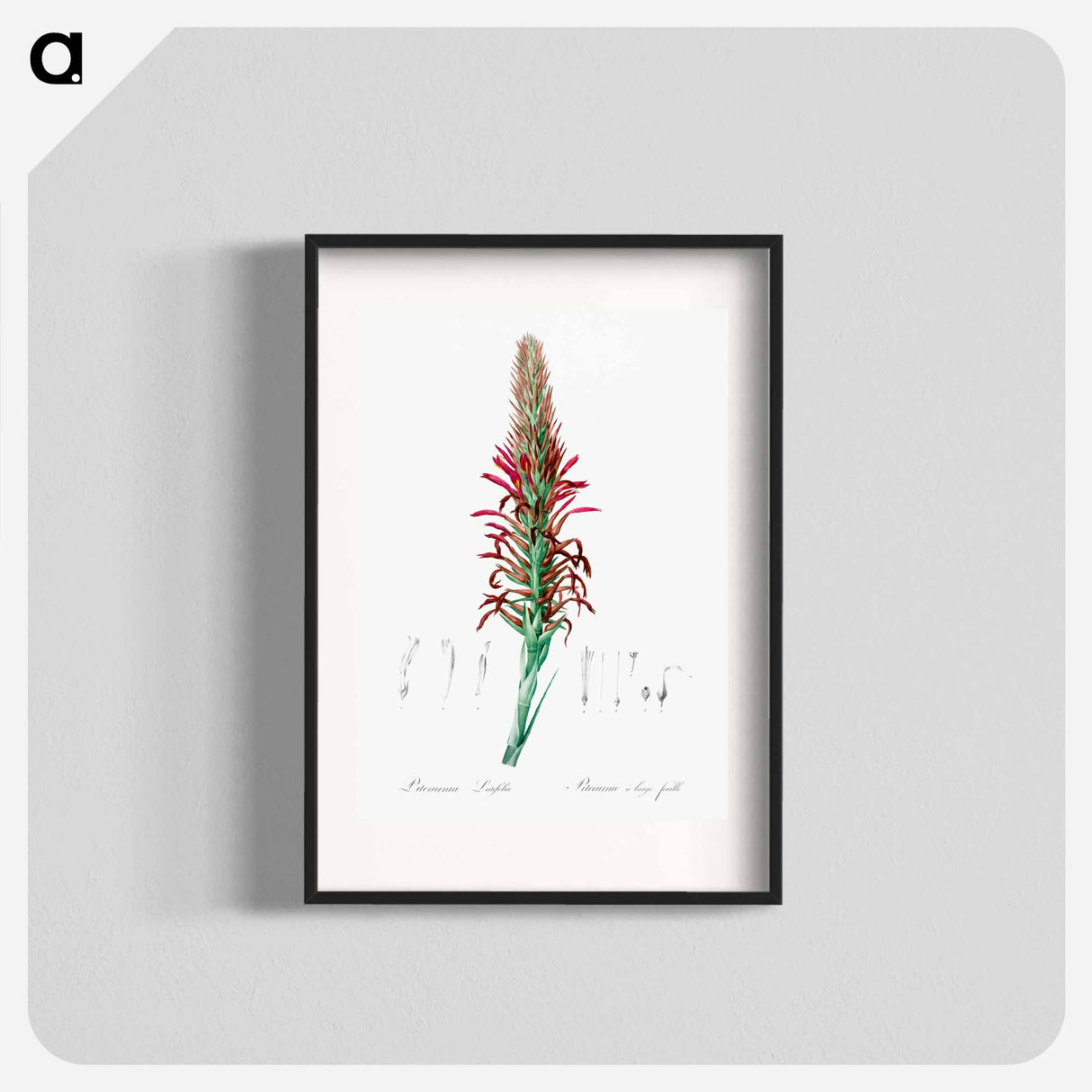 Pitcairnia latifolia illustration - Pierre Joseph Redouté Poster.
