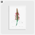 アートポストカード-Pitcairnia latifolia illustration - ピエール ジョゼフ ルドゥーテ Postcard.