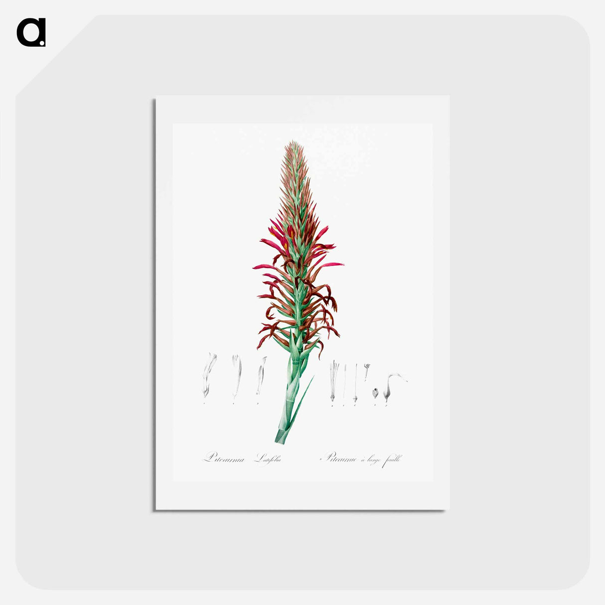 アートポストカード-Pitcairnia latifolia illustration - ピエール ジョゼフ ルドゥーテ Postcard.