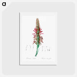 アートポストカード-Pitcairnia latifolia illustration - ピエール ジョゼフ ルドゥーテ Postcard.