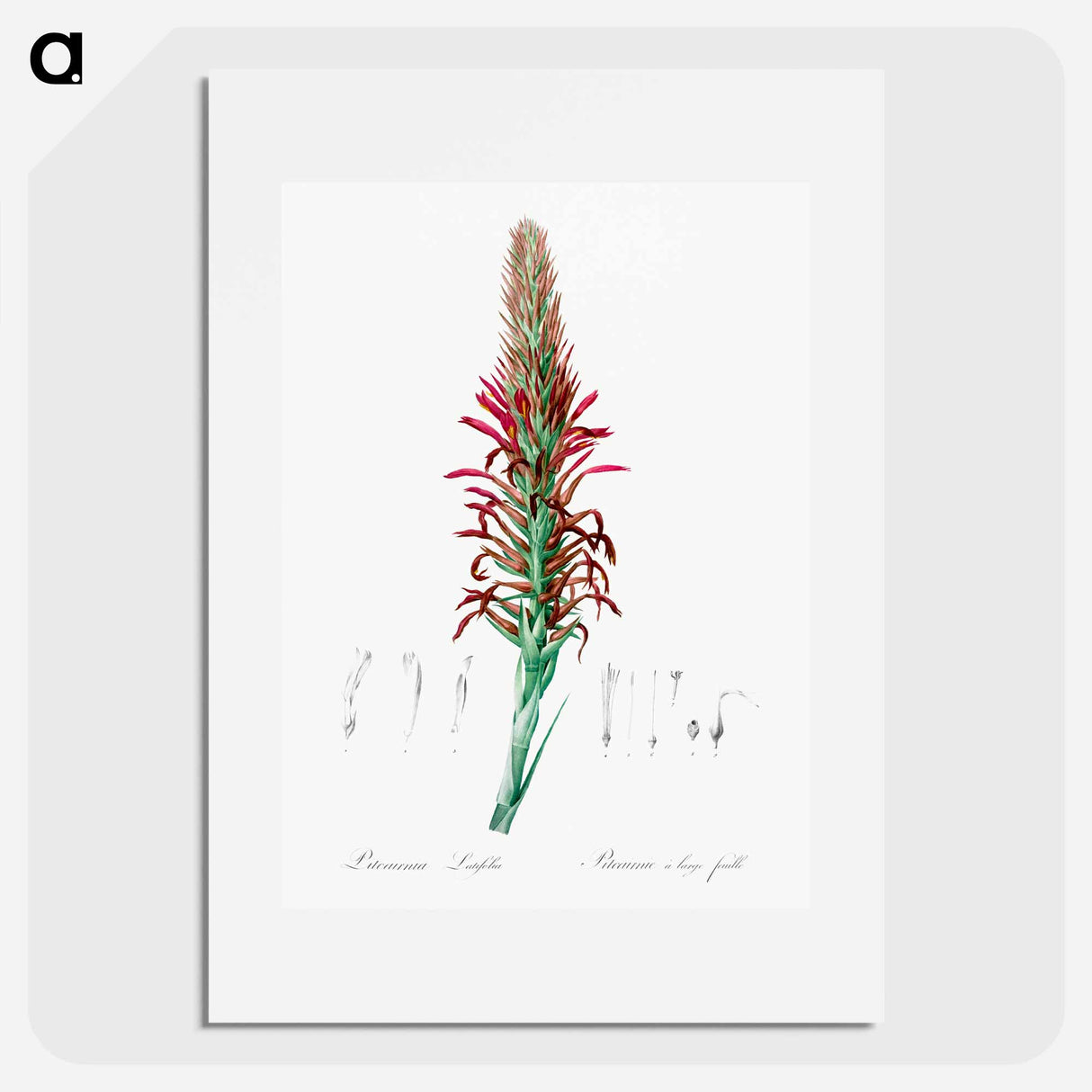 Pitcairnia latifolia illustration - ピエール ジョゼフ ルドゥーテ Poster.