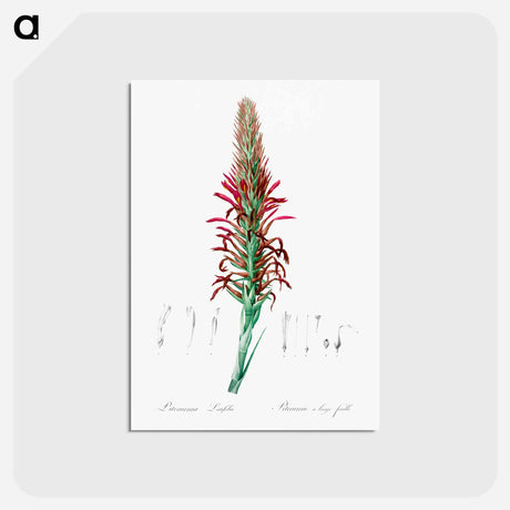 アートポストカード-Pitcairnia latifolia illustration - ピエール ジョゼフ ルドゥーテ Postcard.