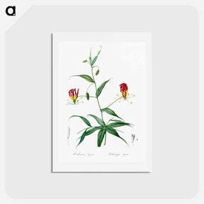 アートポストカード-Flame lily illustration - ピエール ジョゼフ ルドゥーテ Postcard.