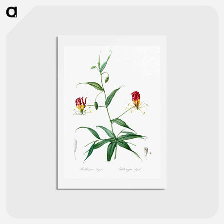 アートポストカード-Flame lily illustration - ピエール ジョゼフ ルドゥーテ Postcard.