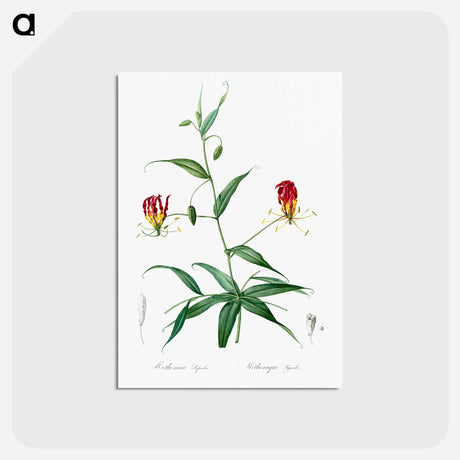 アートポストカード-Flame lily illustration - ピエール ジョゼフ ルドゥーテ Postcard.
